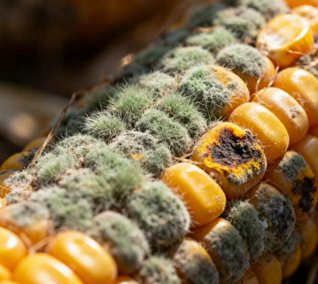 實驗室用真菌毒素檢測儀的工作原理是什么？如何選擇適合自己實驗室的真菌毒素檢測儀？